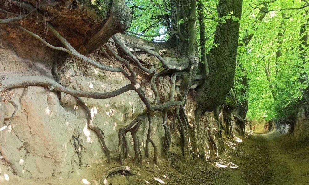 wąwóz lessowy lubelskie wycieczka szkolna