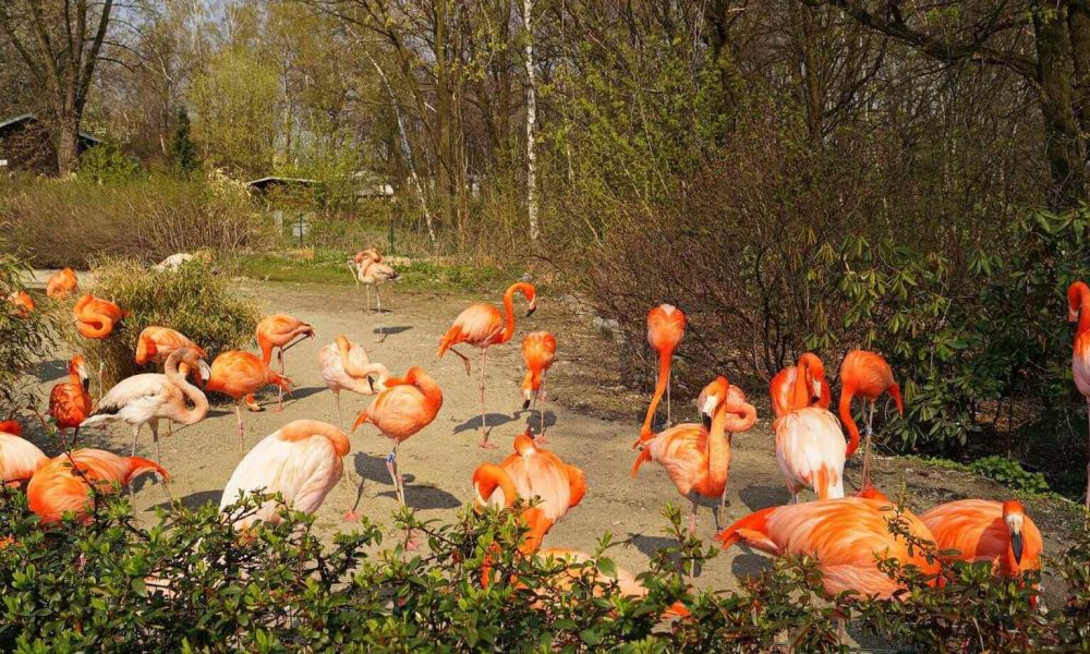 Ostrawa ZOO Czechy wycieczka szkolna