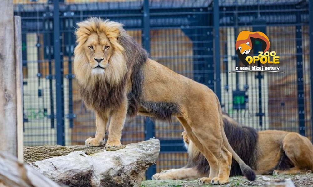 ZOO Opole wycieczka szkolna