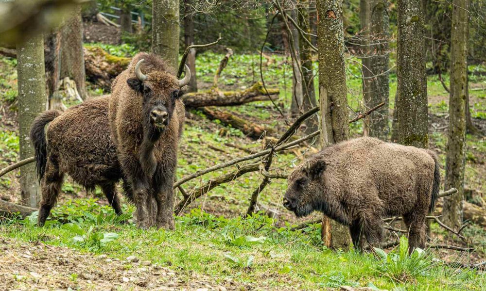 Zagroda Muczne wycieczka szkolna