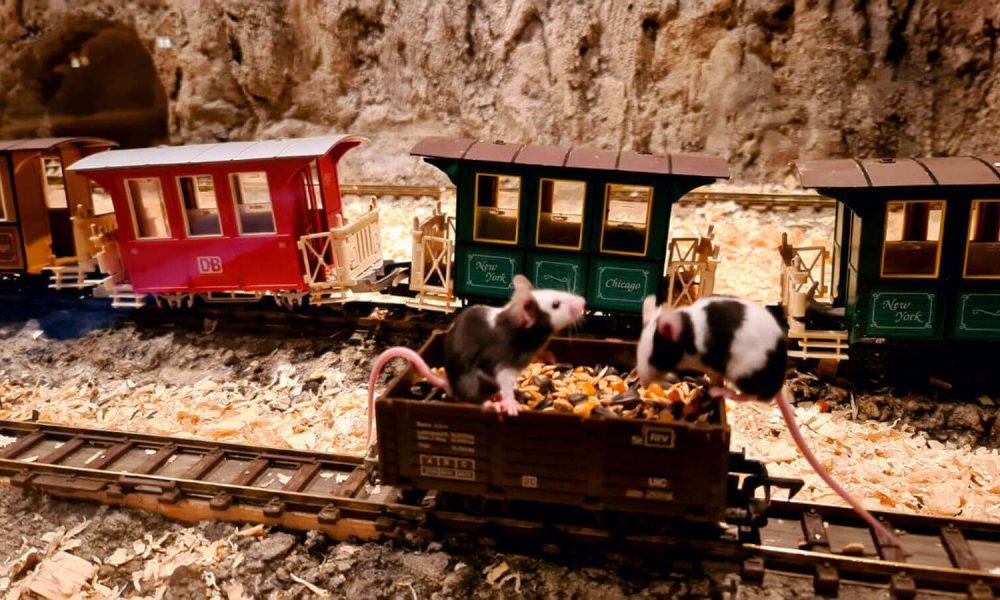 Zakopane Myszogród wycieczka szkolna