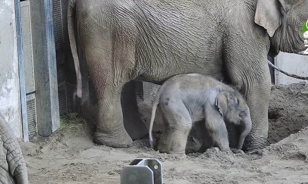 Budapeszt ZOO wycieczka szkolna