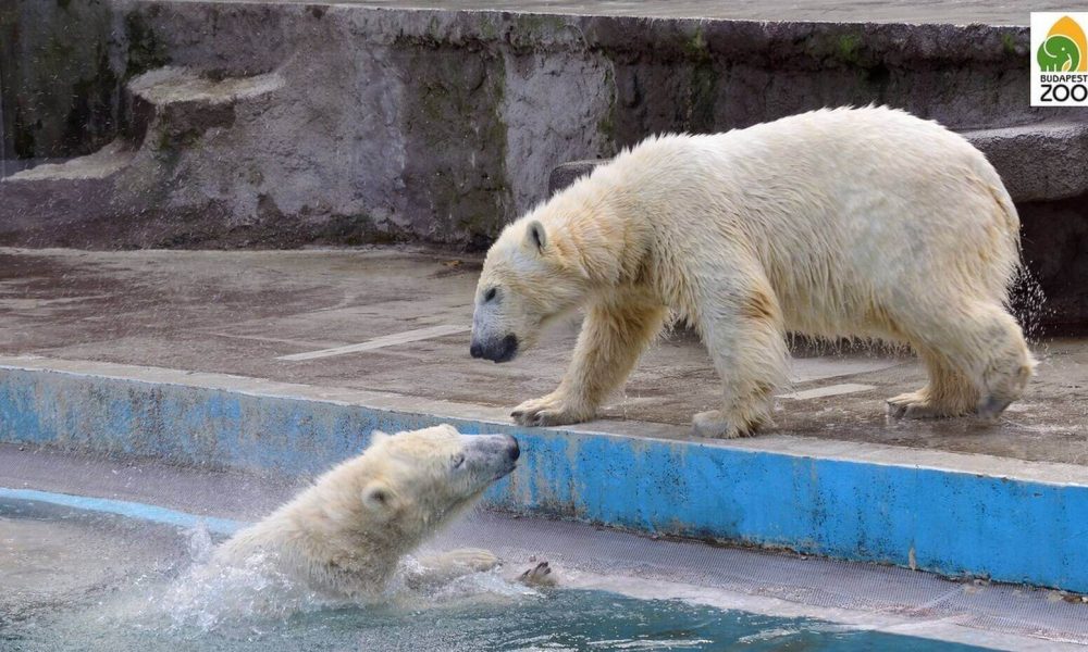 Budapeszt ZOO wycieczka szkolna