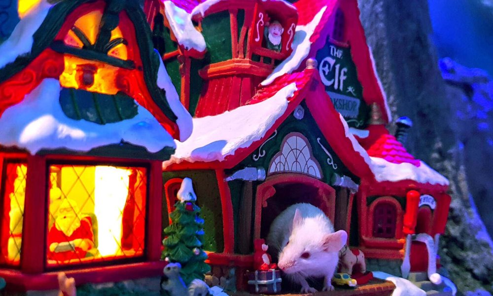 Zakopane Myszogród wycieczka szkolna