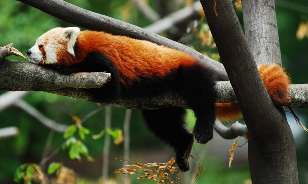 Ostrawa ZOO Czechy wycieczka szkolna