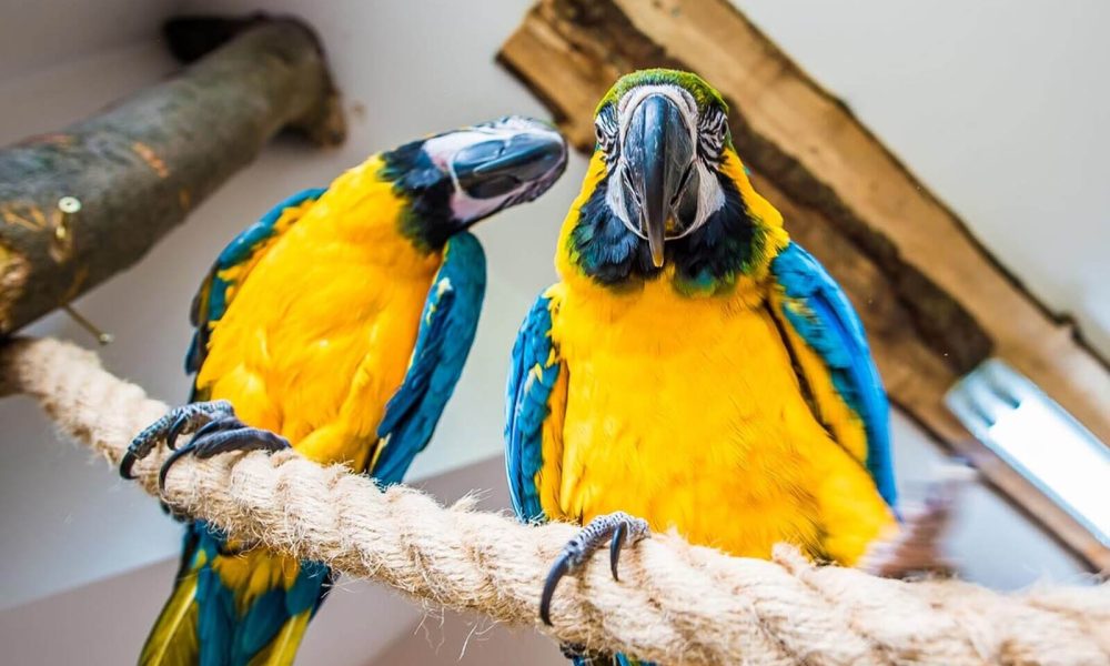 Papugarnia Zakopane wycieczka szkolna