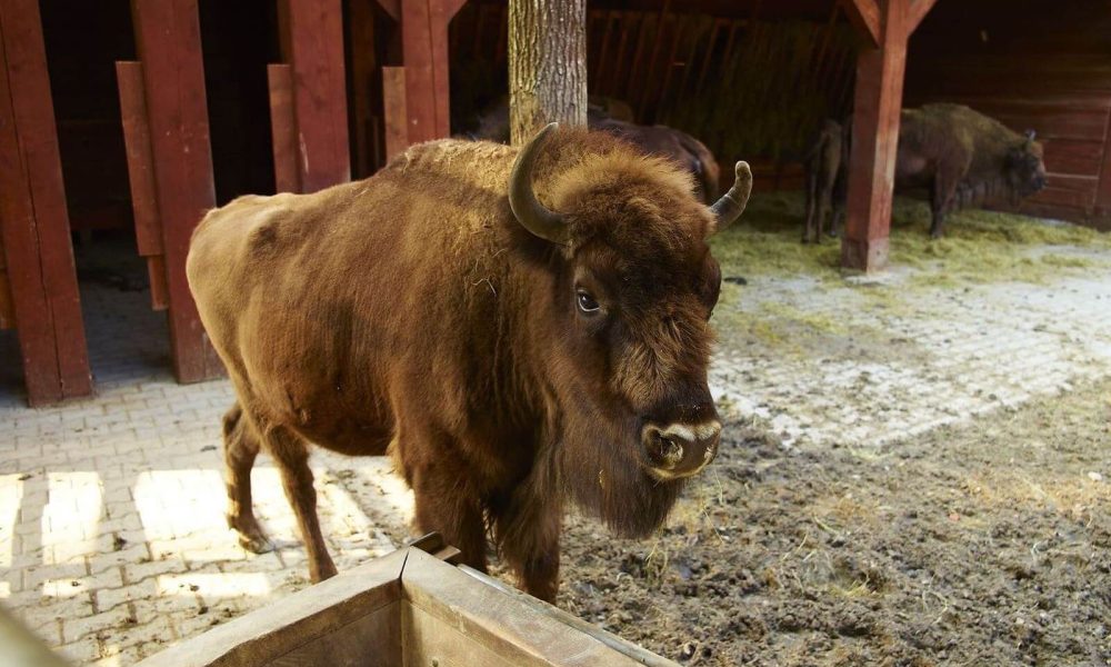 Zagroda Żubrów Pszczyna wycieczka szkolna