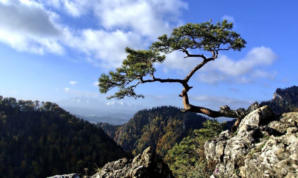 Sokolica Pieniny wycieczka szkolna