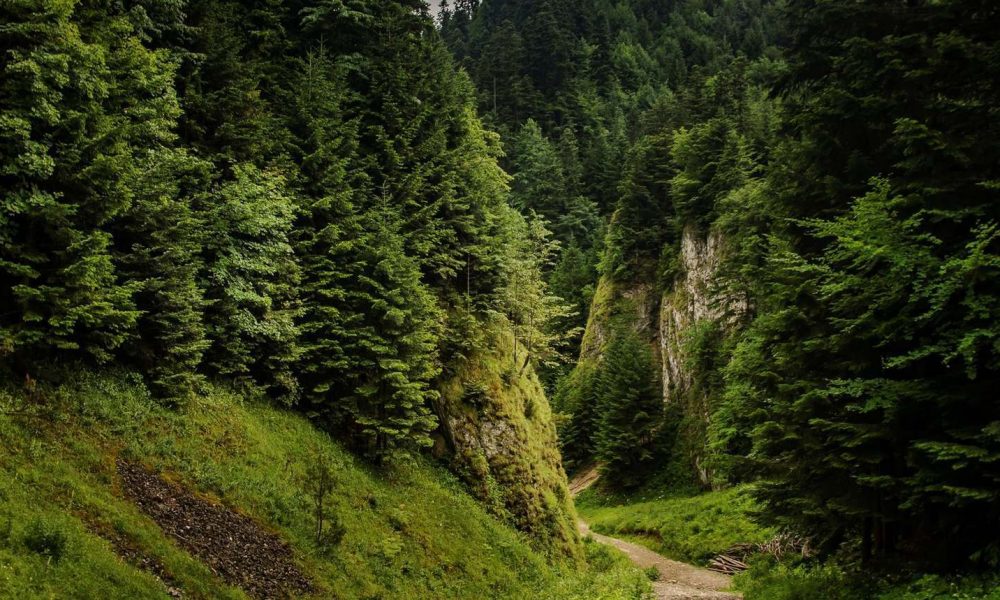 Wąwóz Szopczański Pieniny wycieczka szkolna