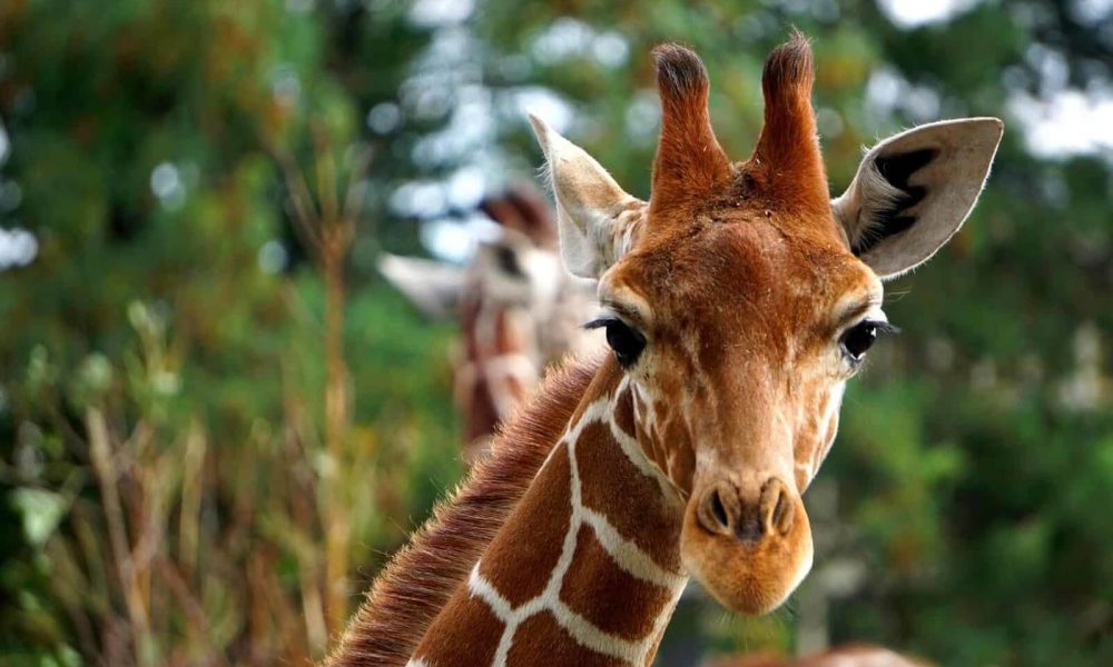 Wrocław ZOO wycieczka szkolna