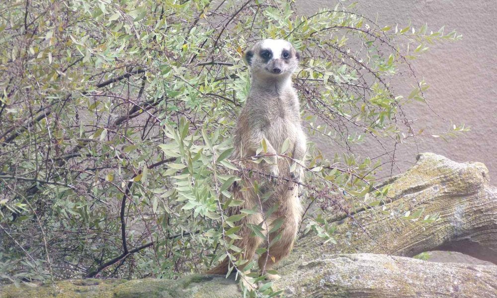 ZOO Łódź wycieczka szkolna